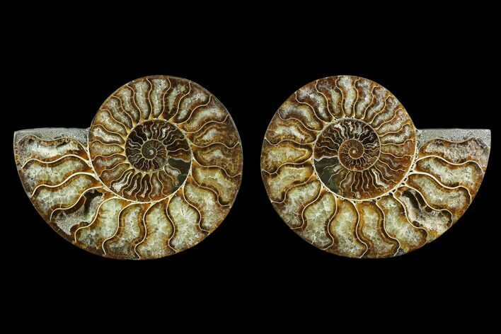 5.9" Agatized Ammonite Fossil - Madagascar